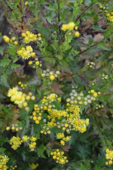 Chrysantheme, Nangking- (Pflanze)